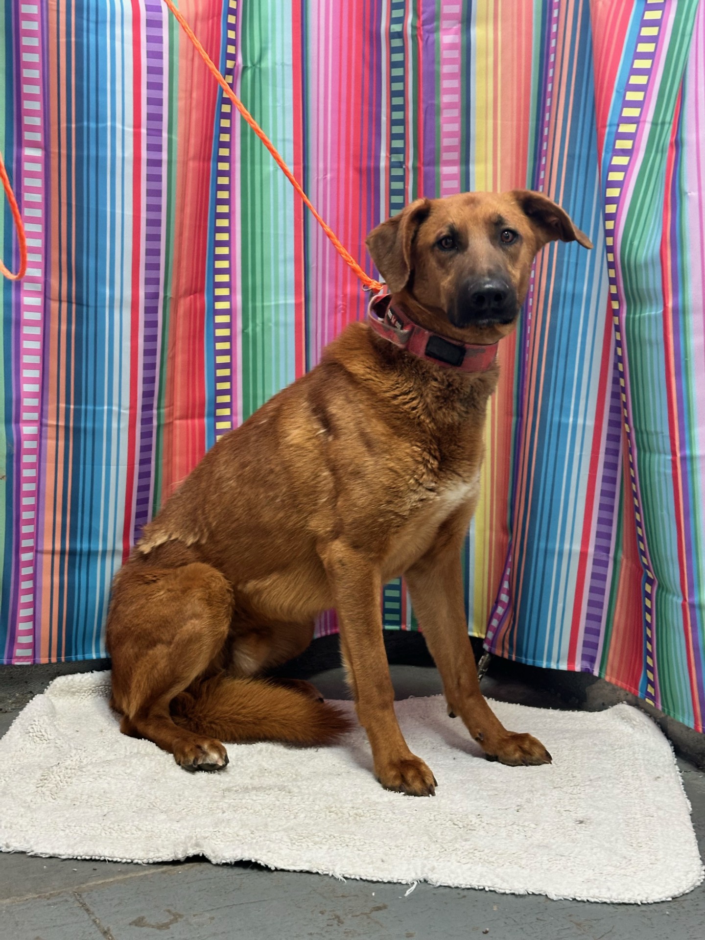 Dog for adoption Zoom / 55975524, a Shepherd in Elko, NV Petfinder