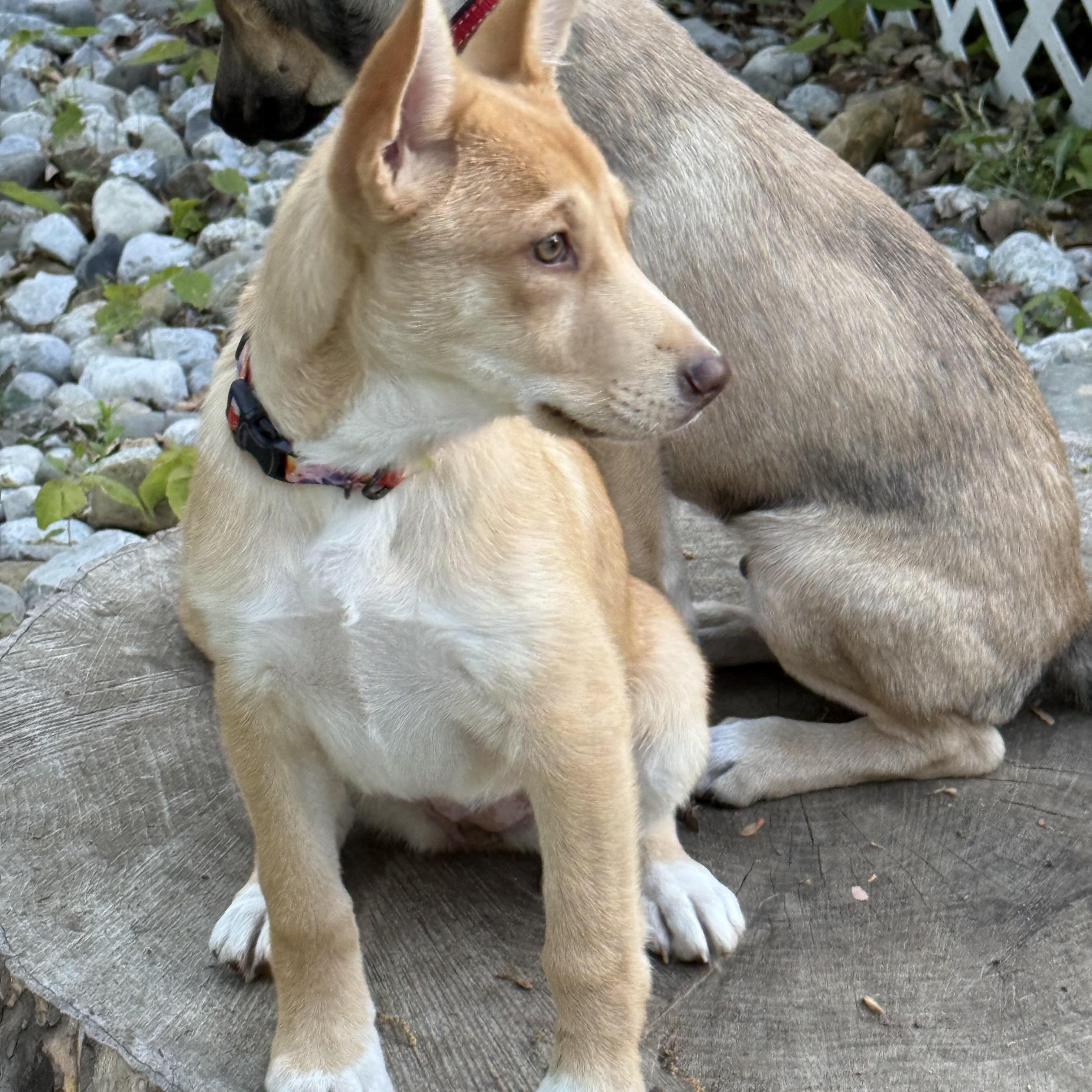 Enlarge Penne, an adoptable mixed breed in Newfoundland, NJ image 3/6