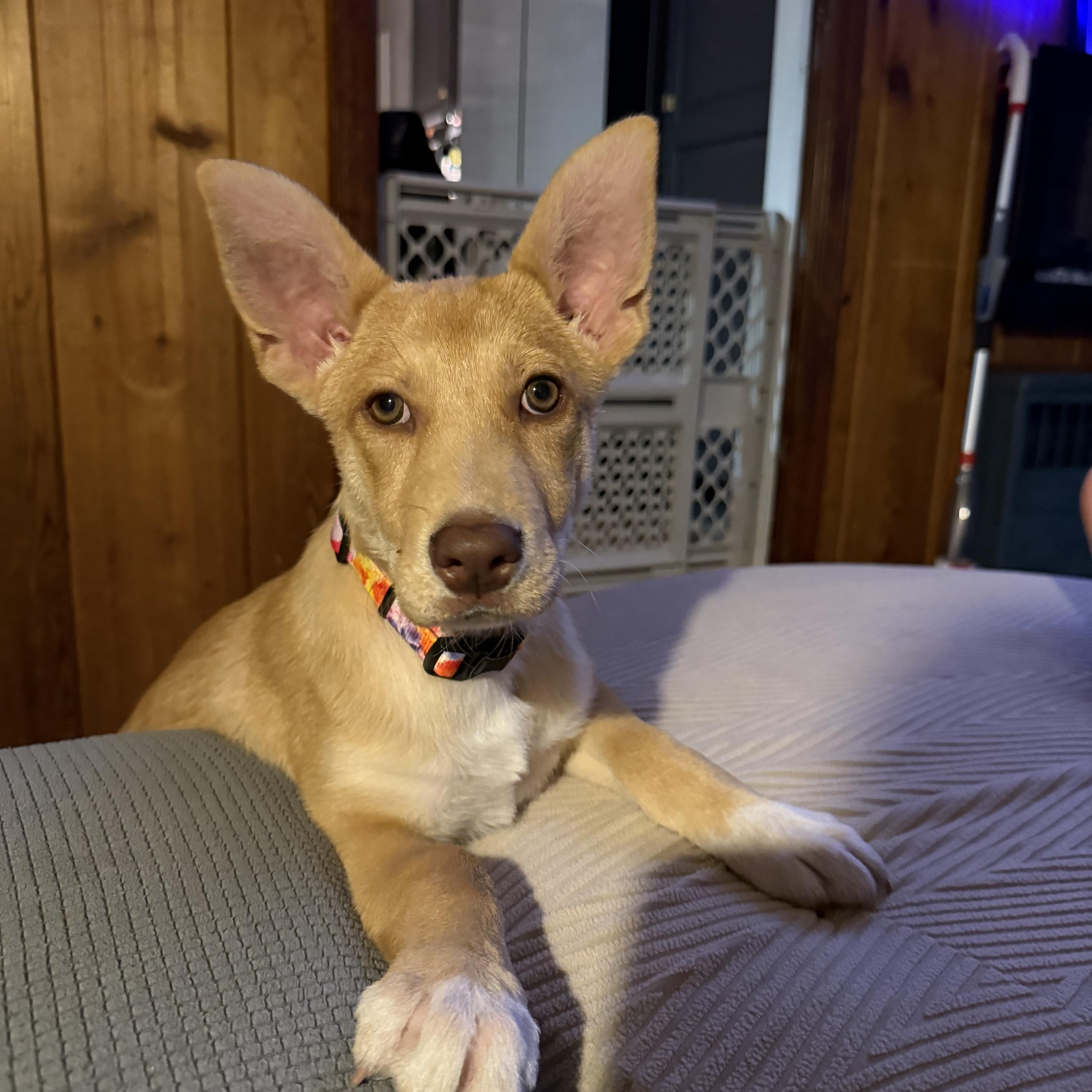 Enlarge Penne, an adoptable mixed breed in Newfoundland, NJ image 4/6