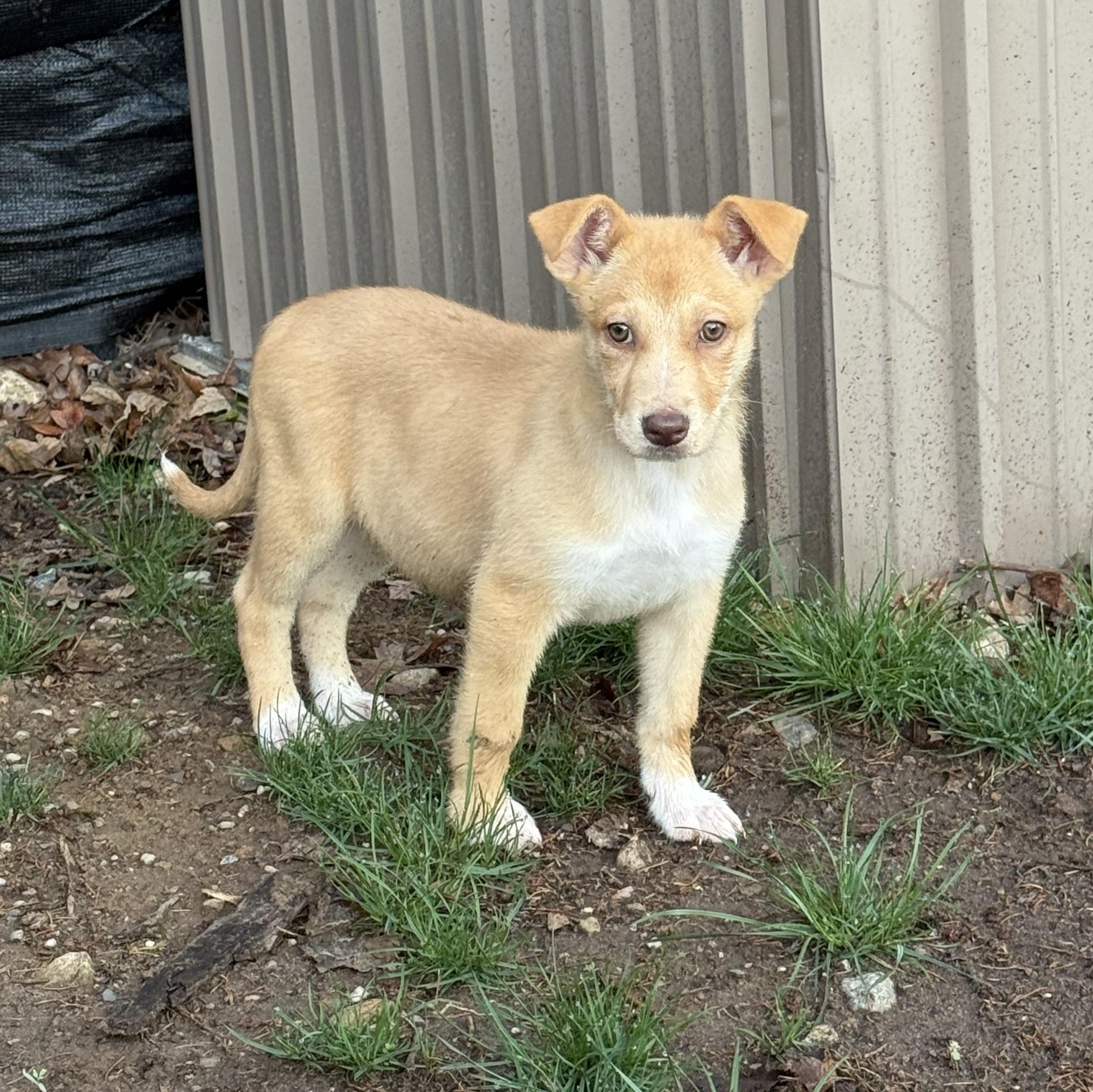 Penne, adoptable, Puppy Female Terrier & German Shepherd Dog.
