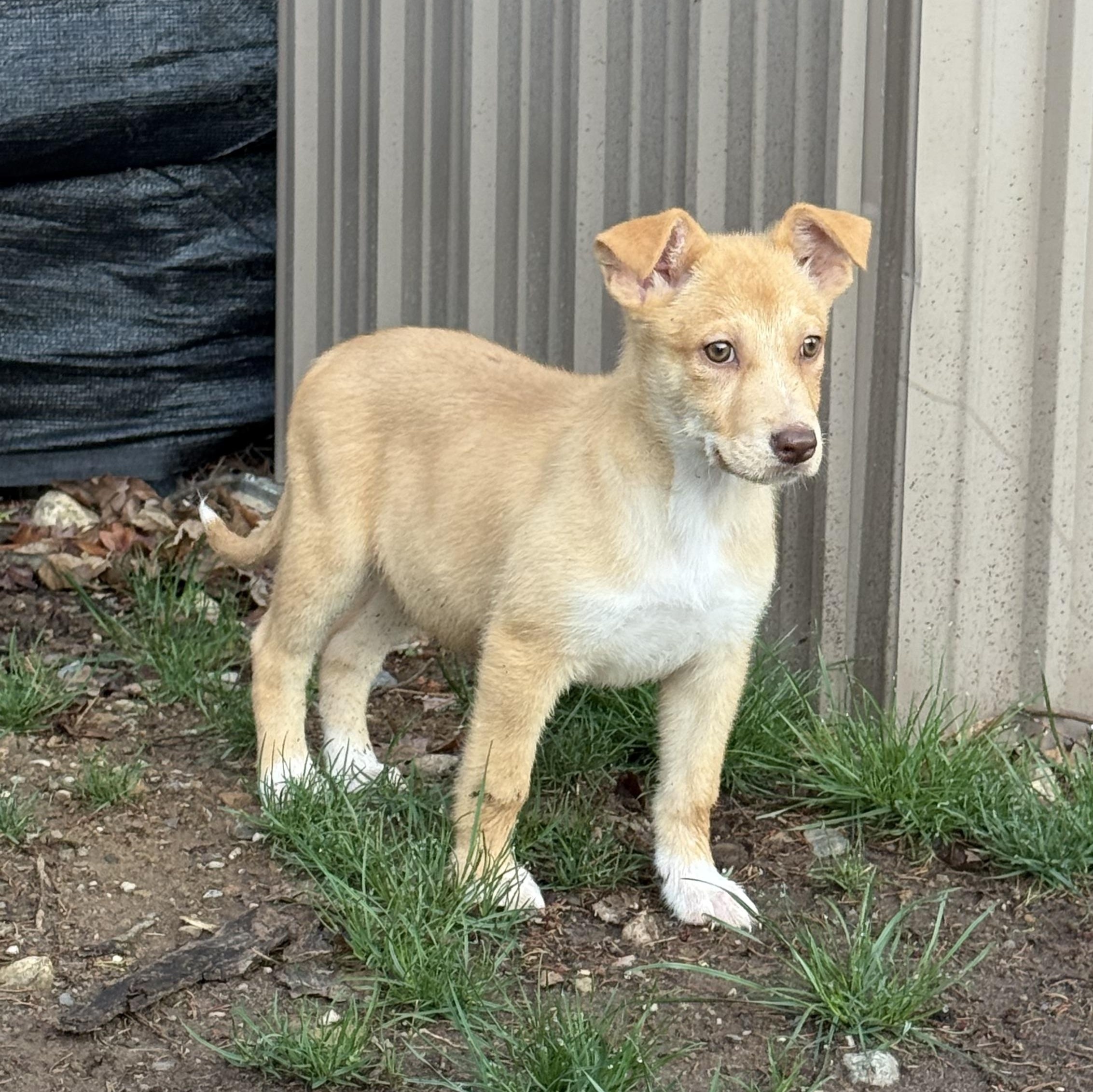 Enlarge Penne, an adoptable mixed breed in Newfoundland, NJ image 2/4