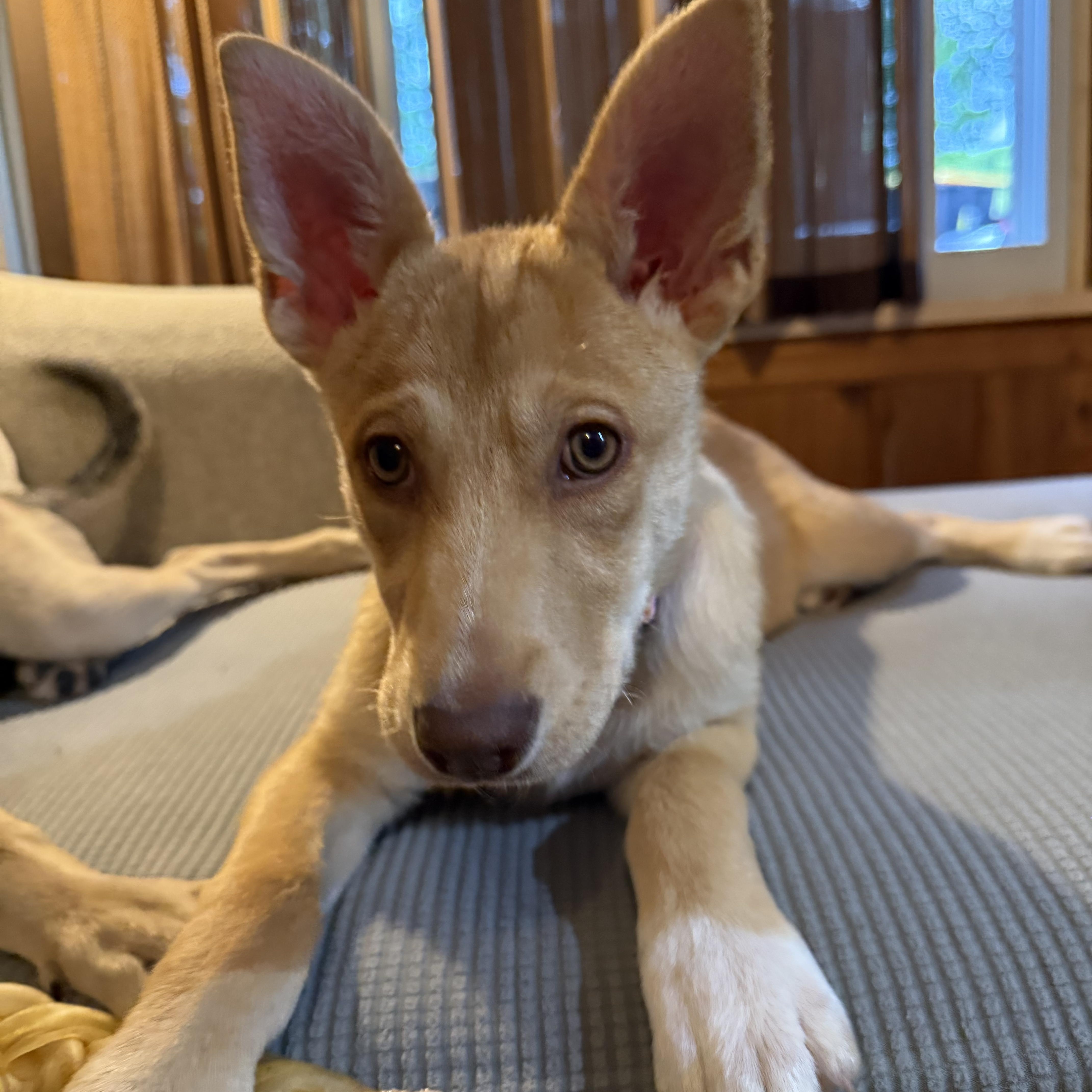 Penne, adoptable, Puppy Female Shepherd & Australian Shepherd.