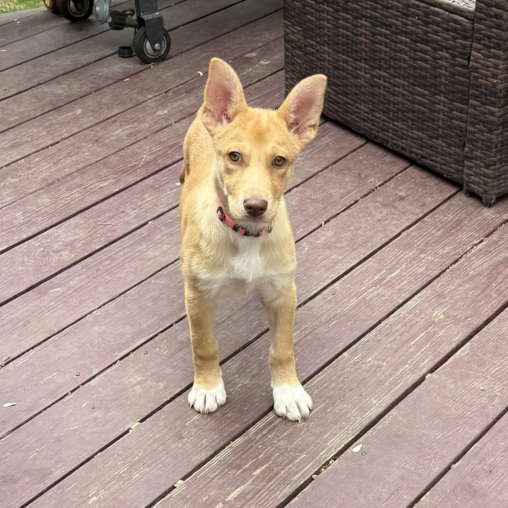 Enlarge Penne, an adoptable mixed breed in Newfoundland, NJ image 6/6