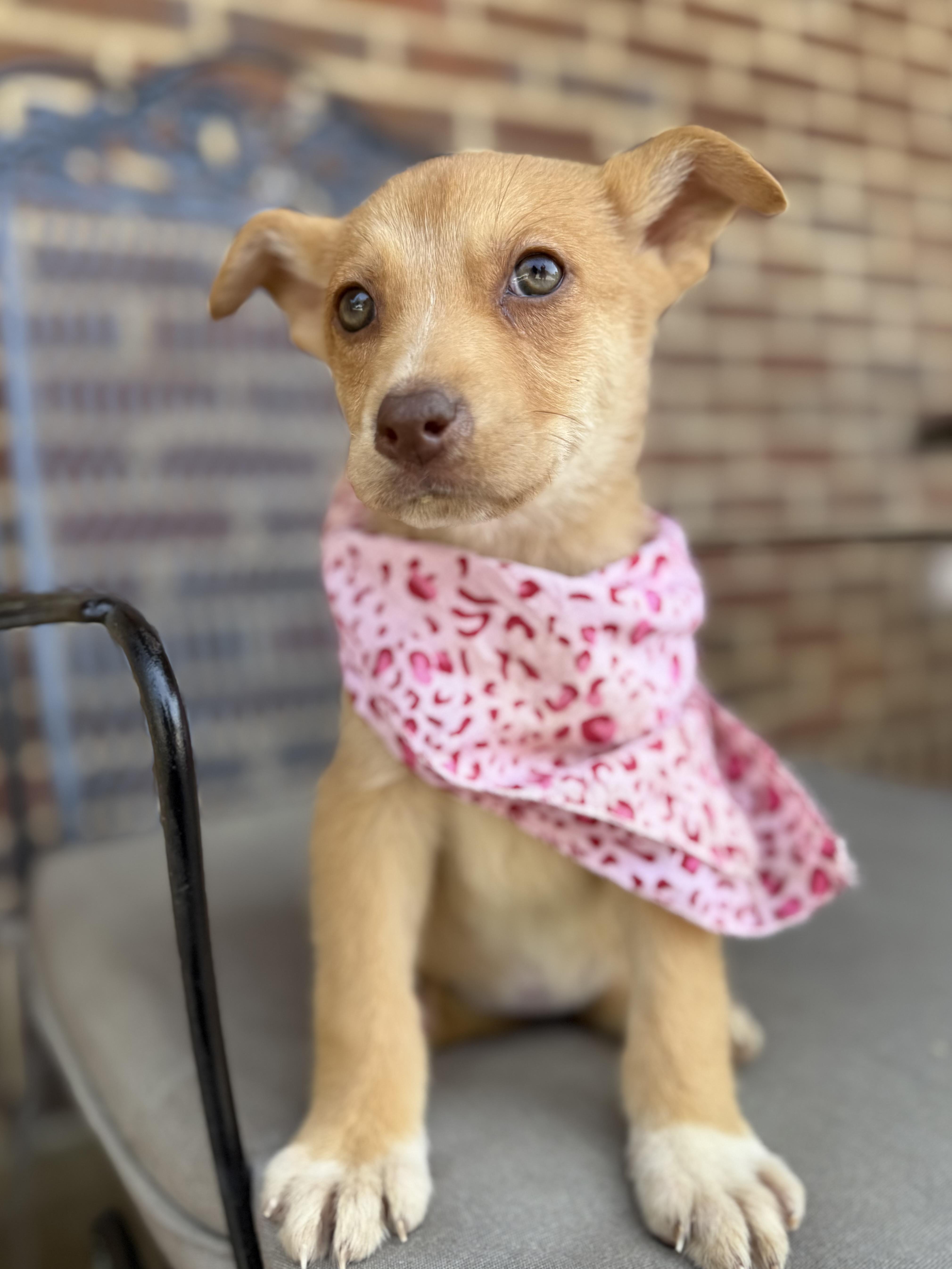 Enlarge Penne, an adoptable mixed breed in Newfoundland, NJ image 1/2
