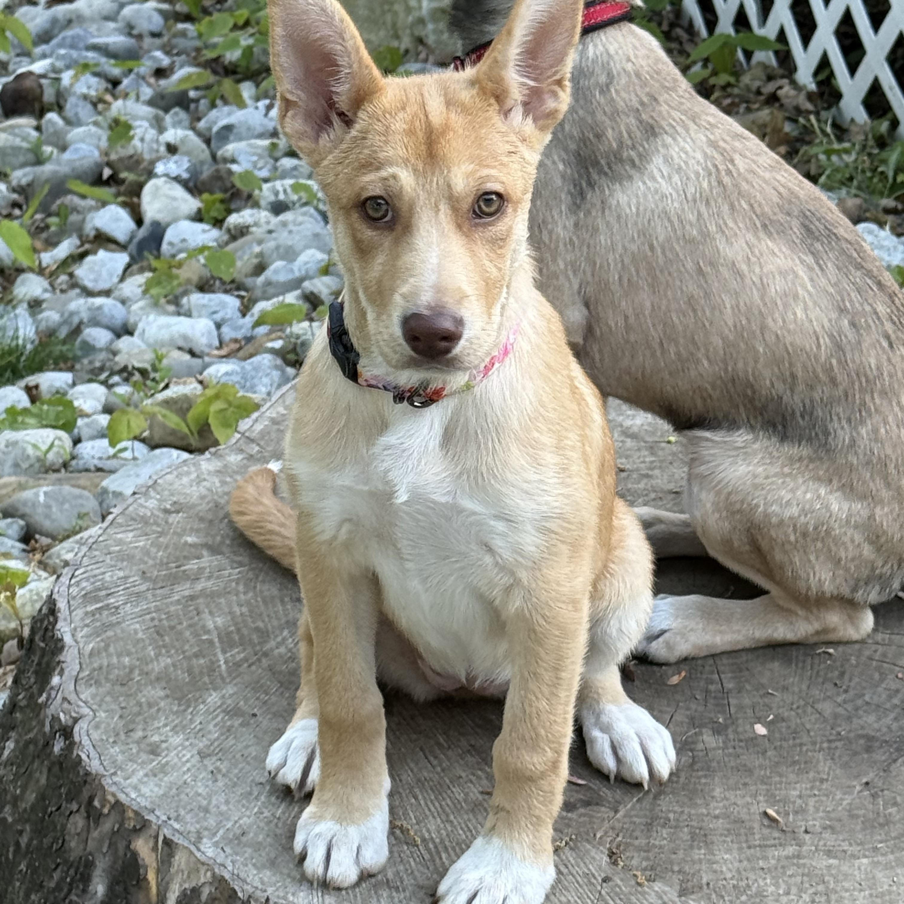 Enlarge Penne, an adoptable mixed breed in Newfoundland, NJ image 5/6