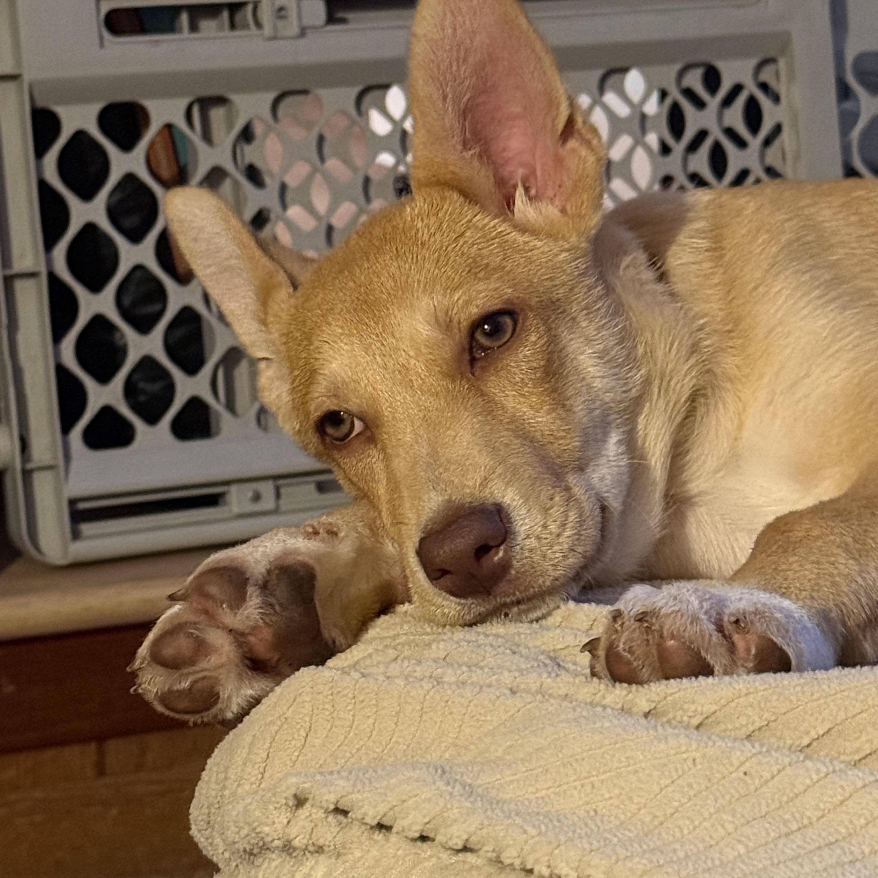 Enlarge Penne, an adoptable mixed breed in Newfoundland, NJ image 2/6