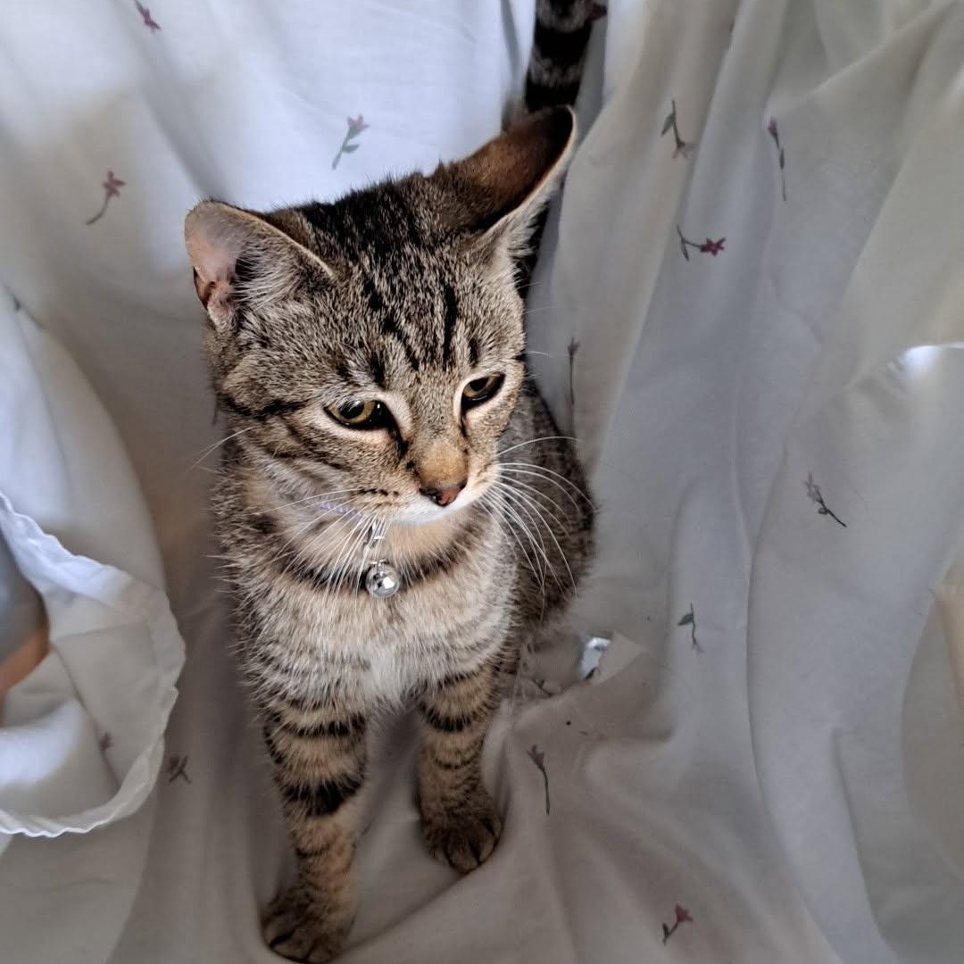 Valentino, an adoptable Domestic Short Hair in Allison Park, PA image 3/3