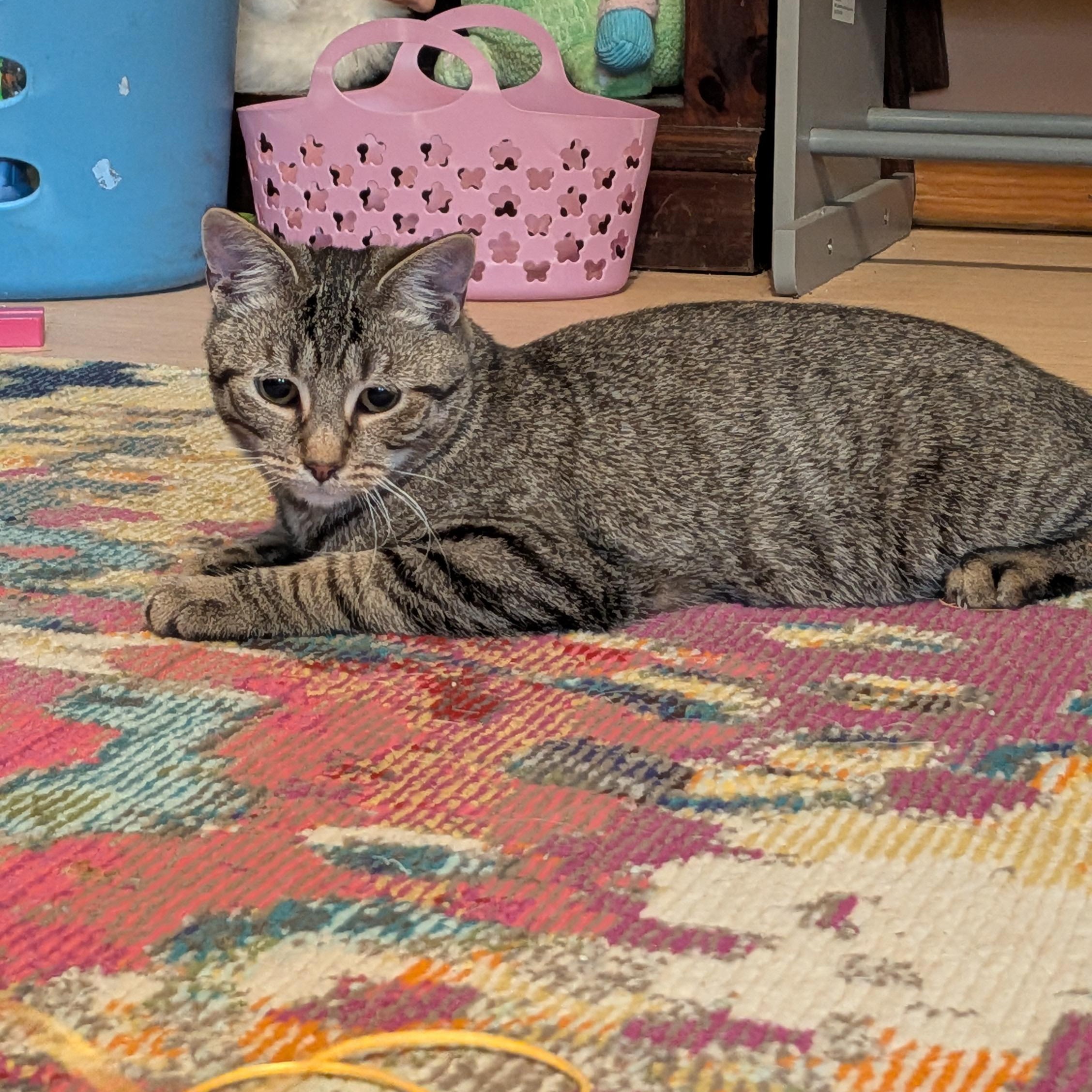 Valentino, adoptable, Young Male Domestic Short Hair.