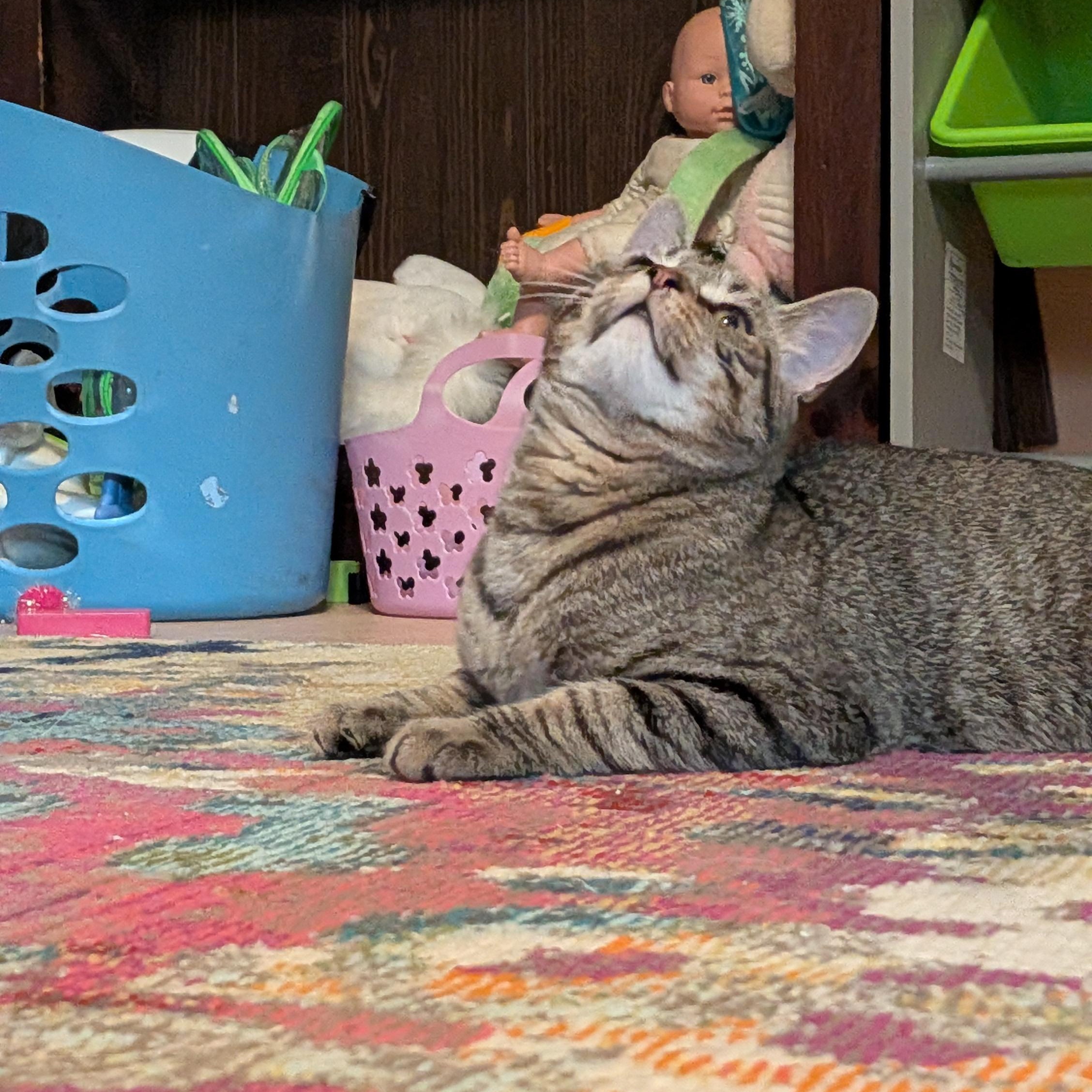 Valentino, an adoptable Domestic Short Hair in Allison Park, PA image 2/3