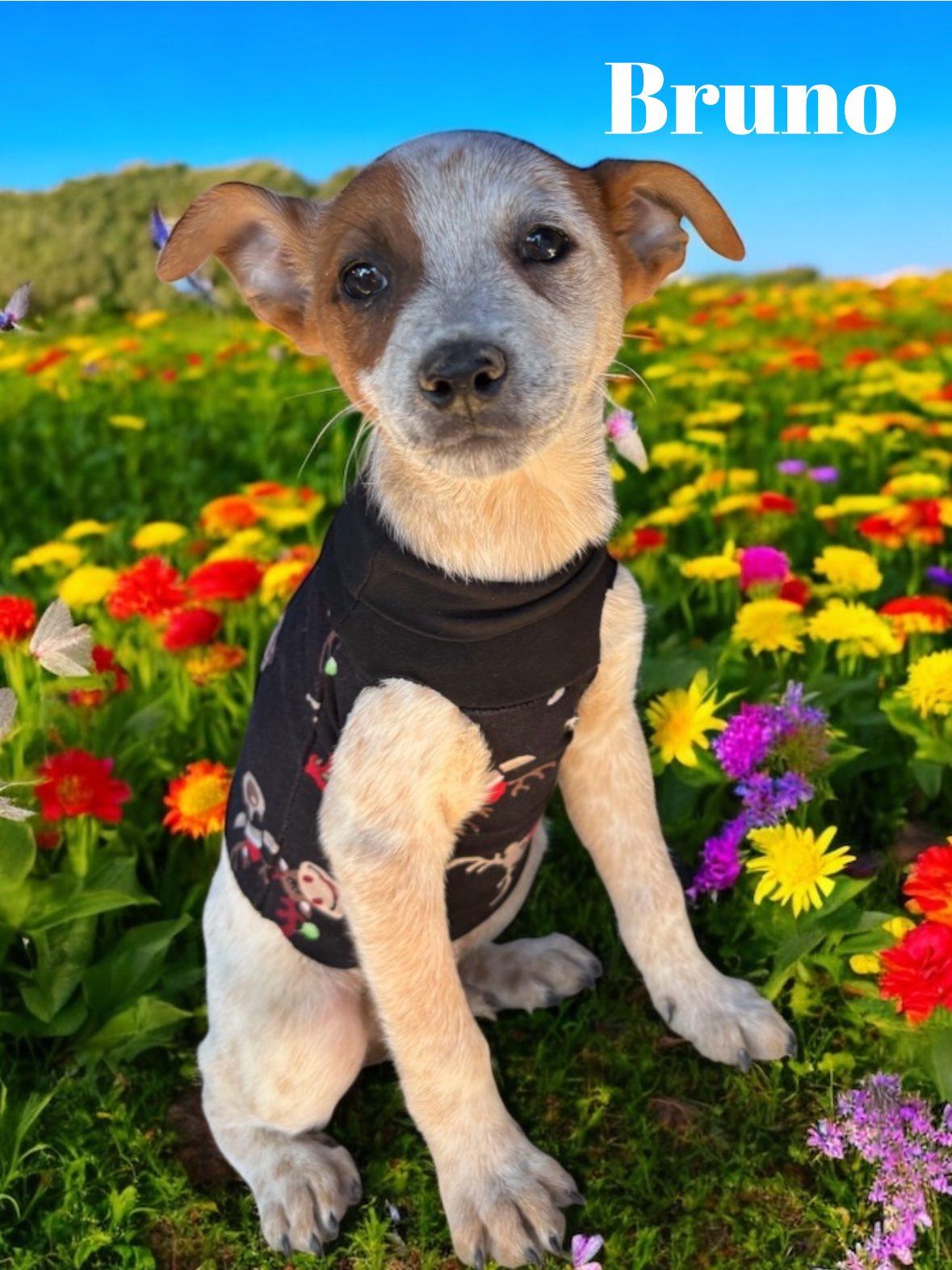 Enlarge Puppies, an adopted mixed breed in Salt Lake City, UT image 1/4