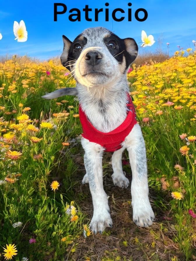 Enlarge Puppies, an adopted mixed breed in Salt Lake City, UT image 2/4