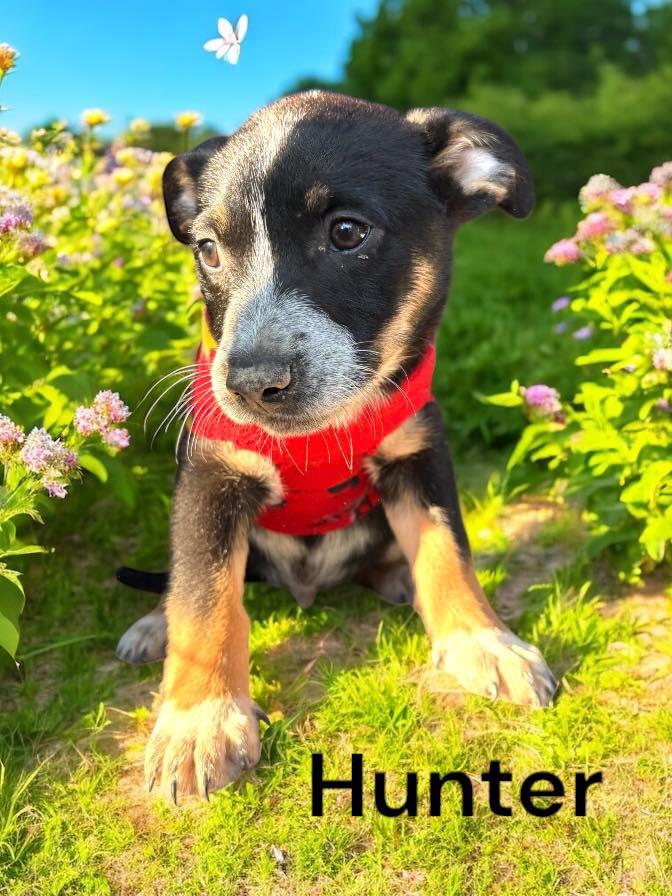 Enlarge Puppies, an adopted mixed breed in Salt Lake City, UT image 4/4