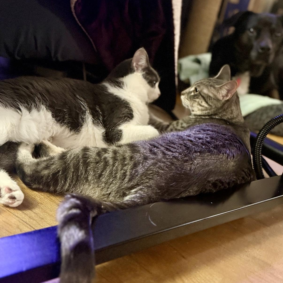 Stevie & Nicks, a Adoptable Domestic Short Hair in Royal Oak, MI image 4/6