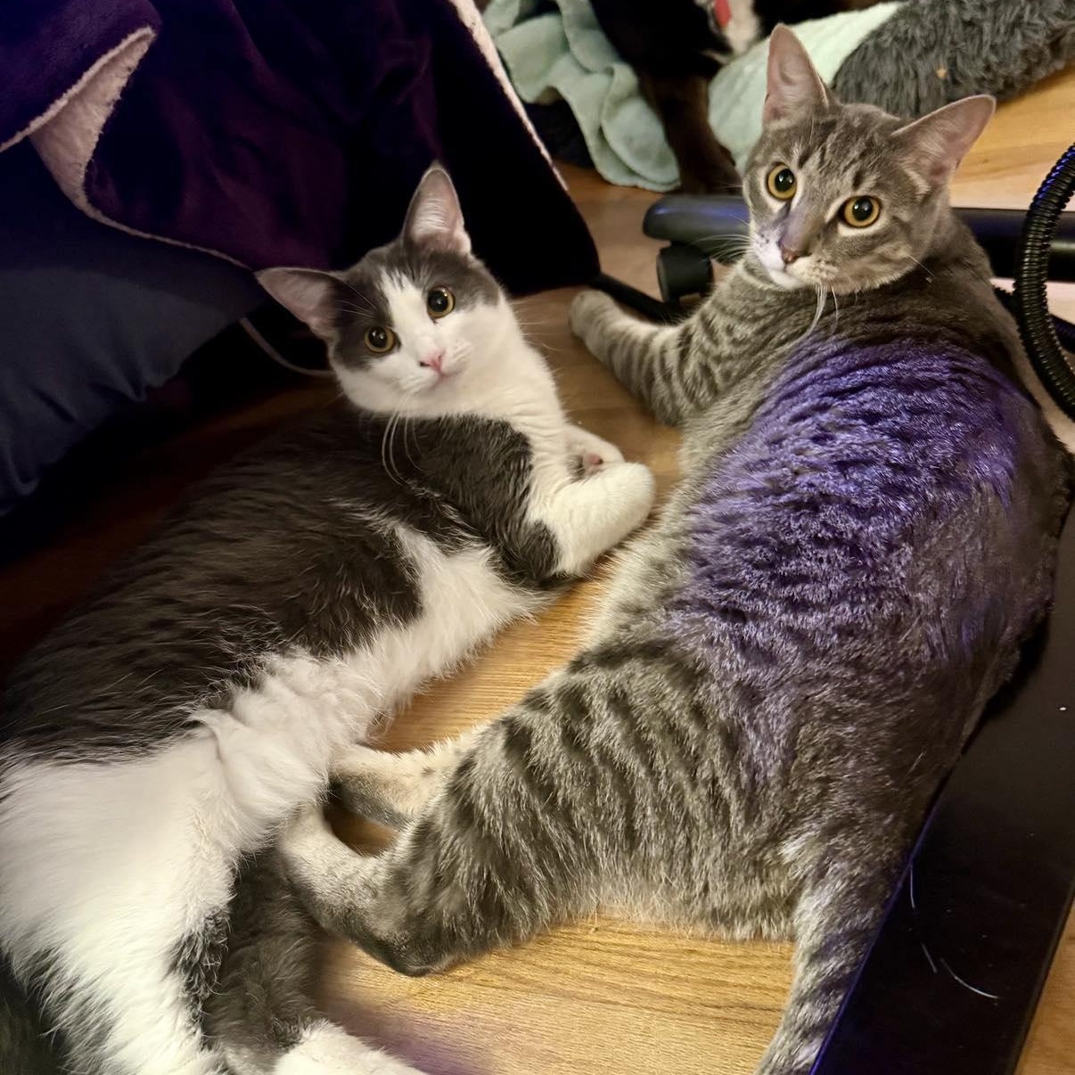 Stevie & Nicks, a Adoptable Domestic Short Hair in Royal Oak, MI image 6/6