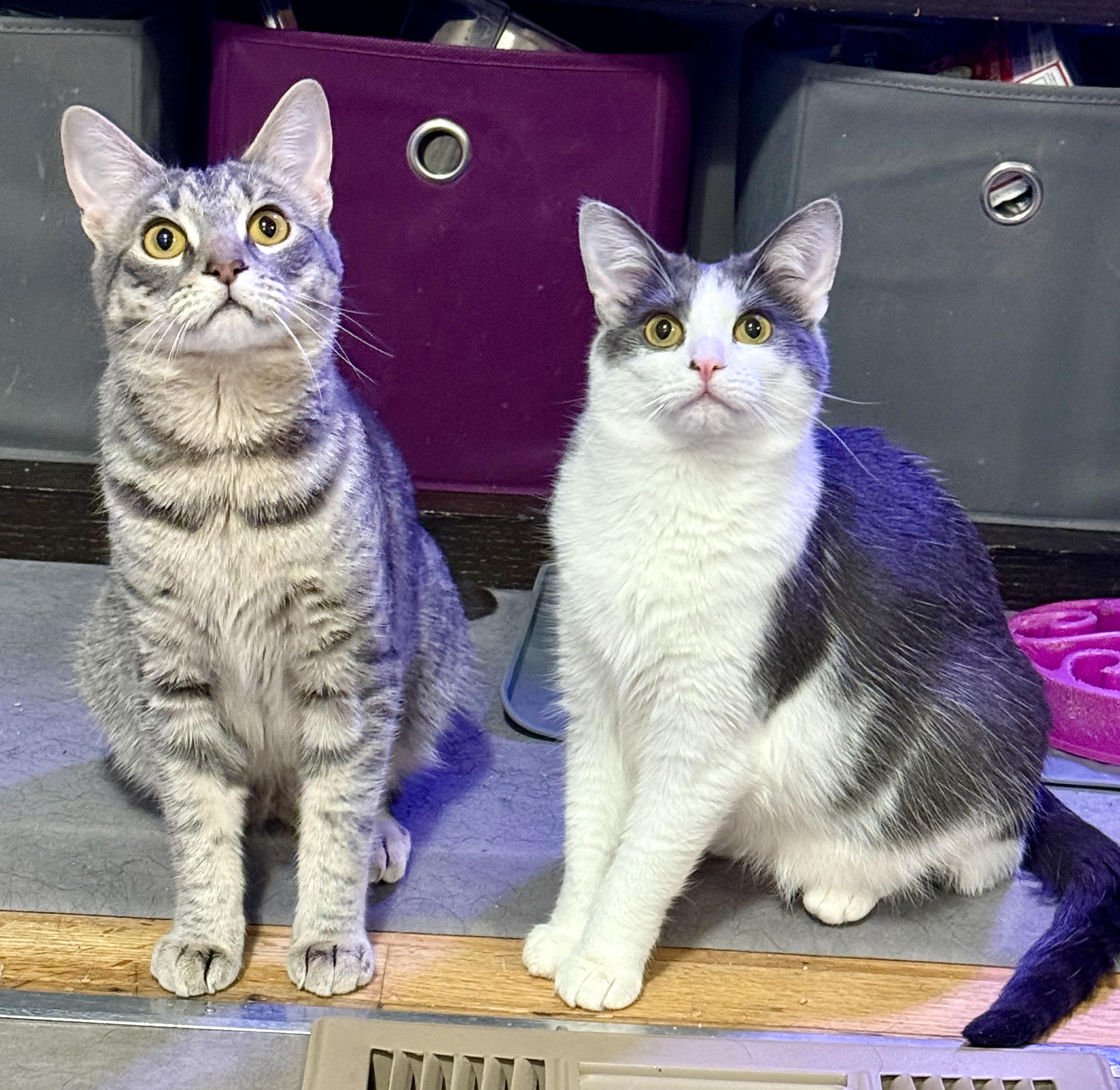 Enlarge Stevie & Nicks, a Adoptable Domestic Short Hair in Royal Oak, MI image 1/6