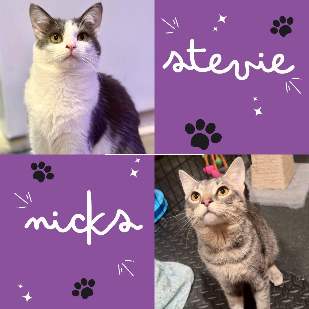 Stevie & Nicks, a Adoptable Domestic Short Hair in Royal Oak, MI image 1/6