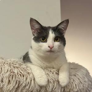 Enlarge Stevie & Nicks, a Adoptable Domestic Short Hair in Royal Oak, MI image 6/6
