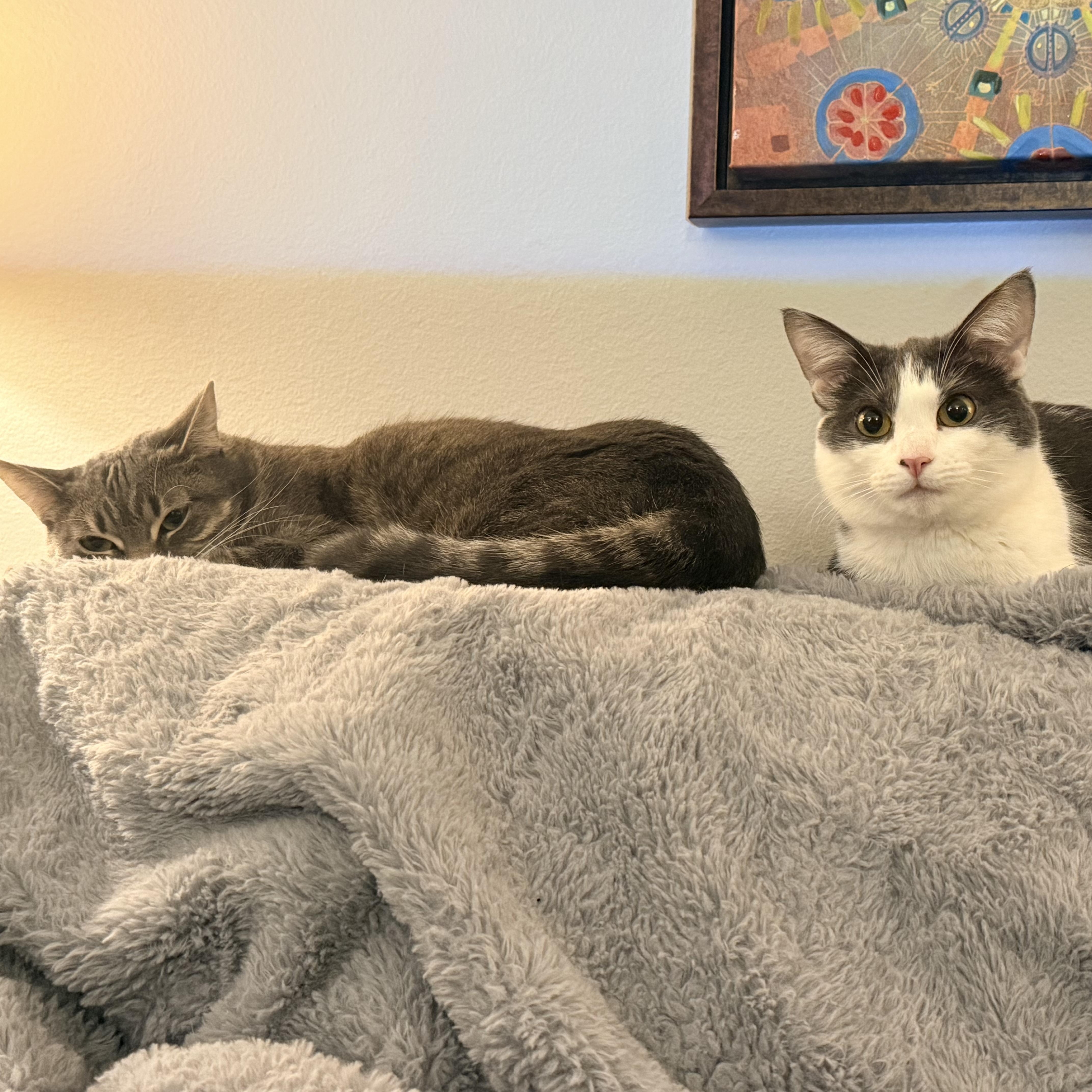 Enlarge Stevie & Nicks, a Adoptable Domestic Short Hair in Royal Oak, MI image 5/6