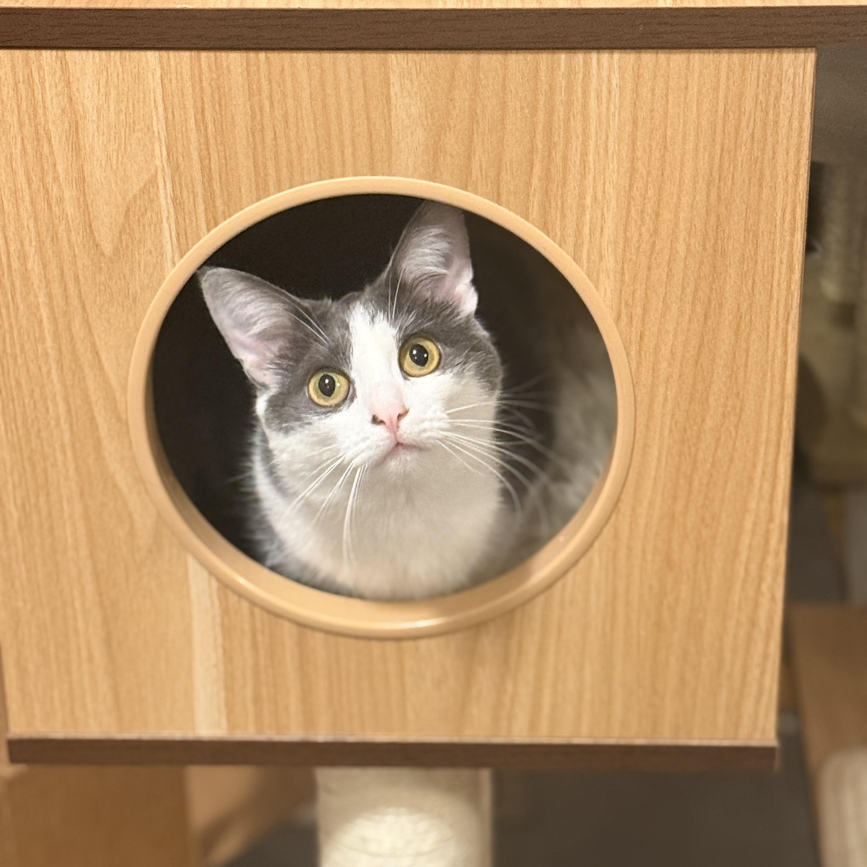 Enlarge Stevie & Nicks, a Adoptable Domestic Short Hair in Royal Oak, MI image 6/6