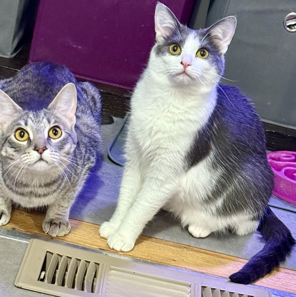 Stevie & Nicks, a Adoptable Domestic Short Hair in Royal Oak, MI image 3/6