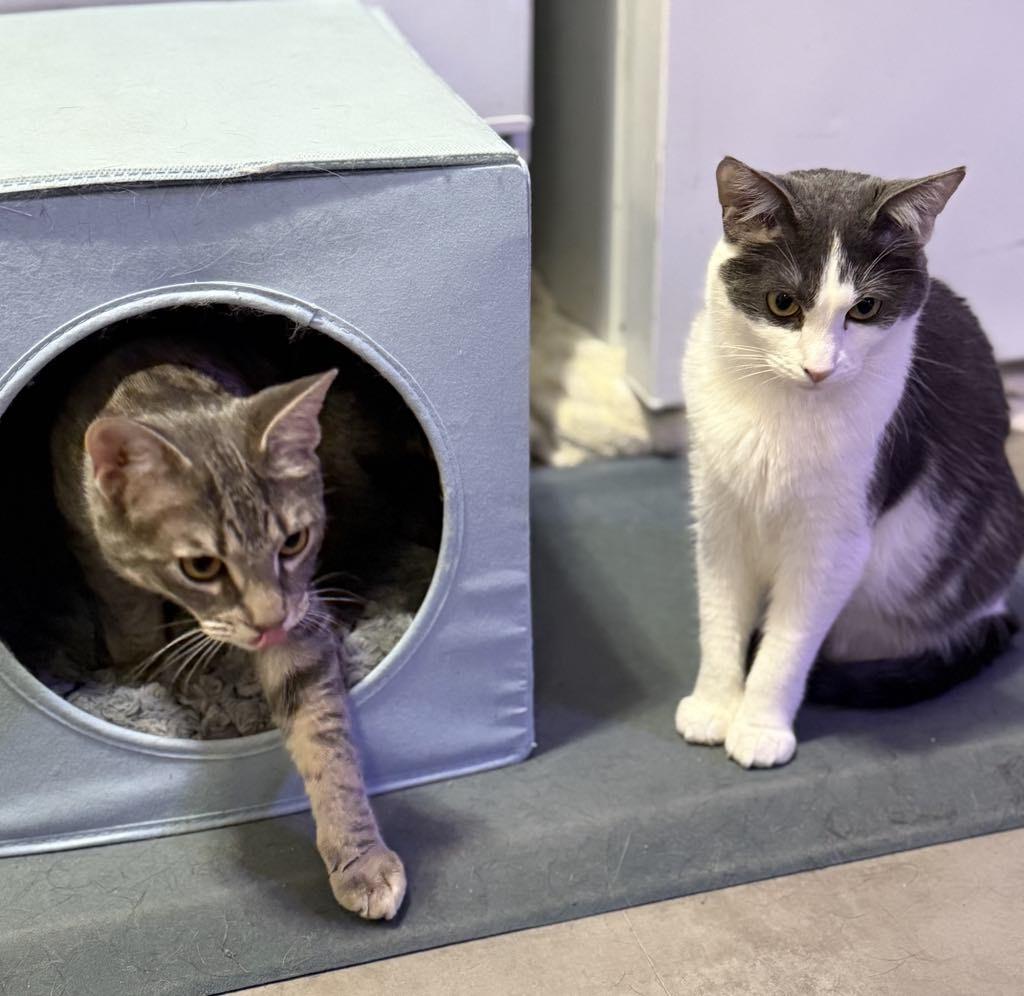 Stevie & Nicks, a Adoptable Domestic Short Hair in Royal Oak, MI image 5/6