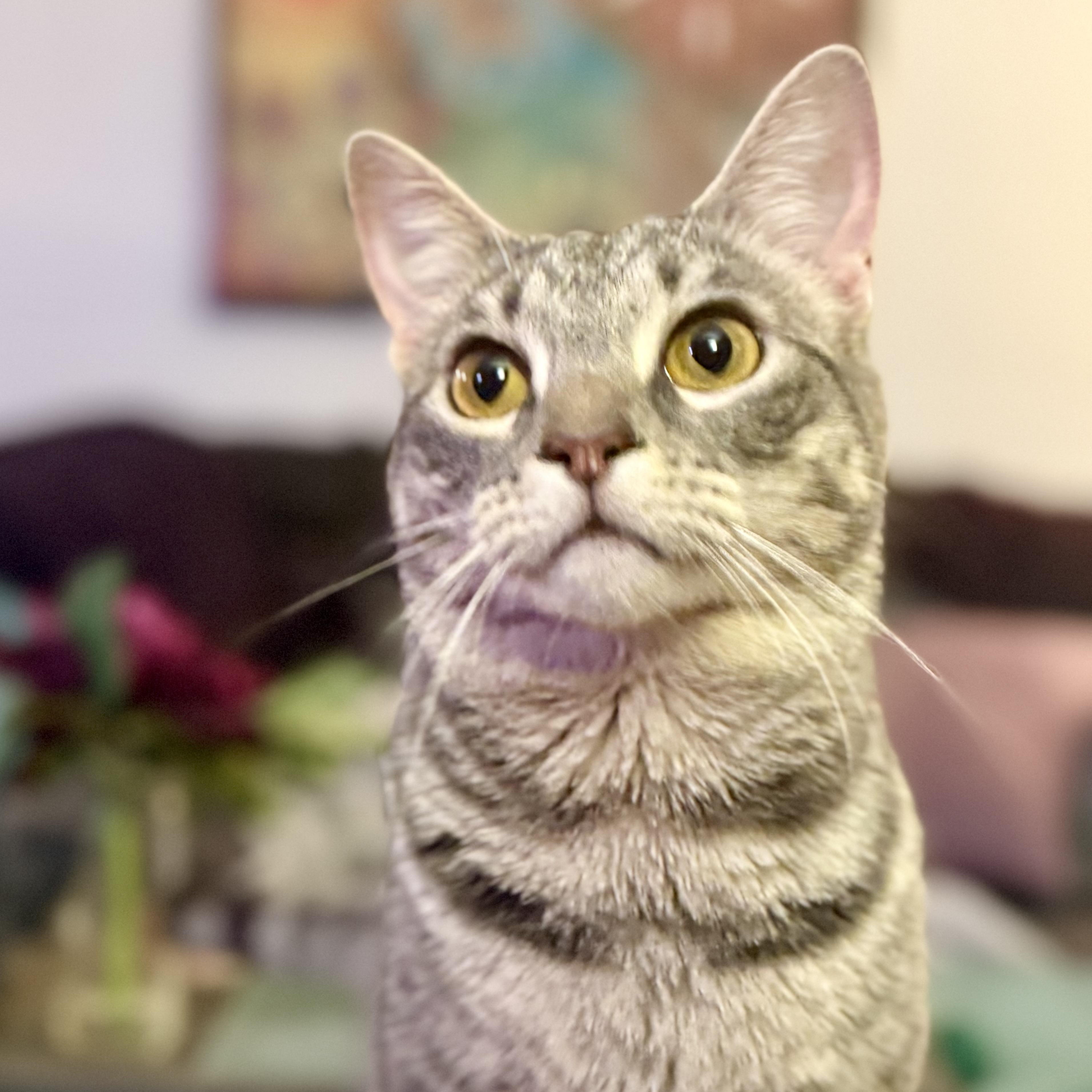 Enlarge Stevie & Nicks, a Adoptable Domestic Short Hair in Royal Oak, MI image 5/6