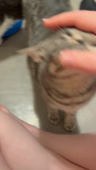 Enlarge Stevie & Nicks, a Adoptable Domestic Short Hair in Royal Oak, MI video 2/6