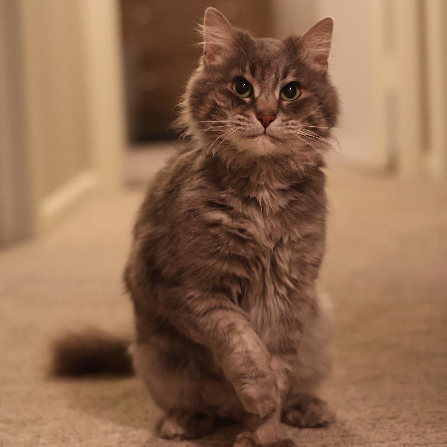 Emilio, Adoptable, Adult Male Domestic Long Hair.