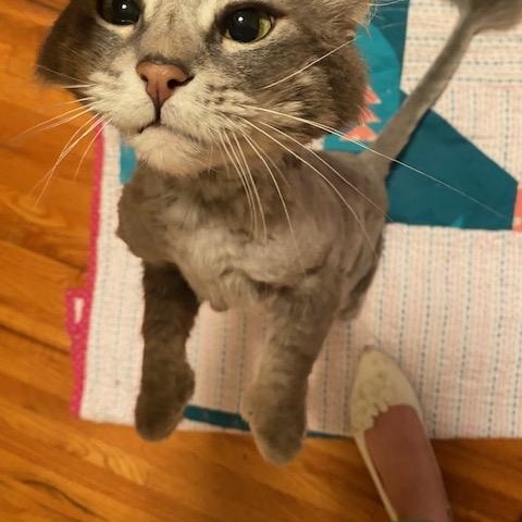 Enlarge Emilio, an adopted Domestic Long Hair in Blaine, MN image 5/6