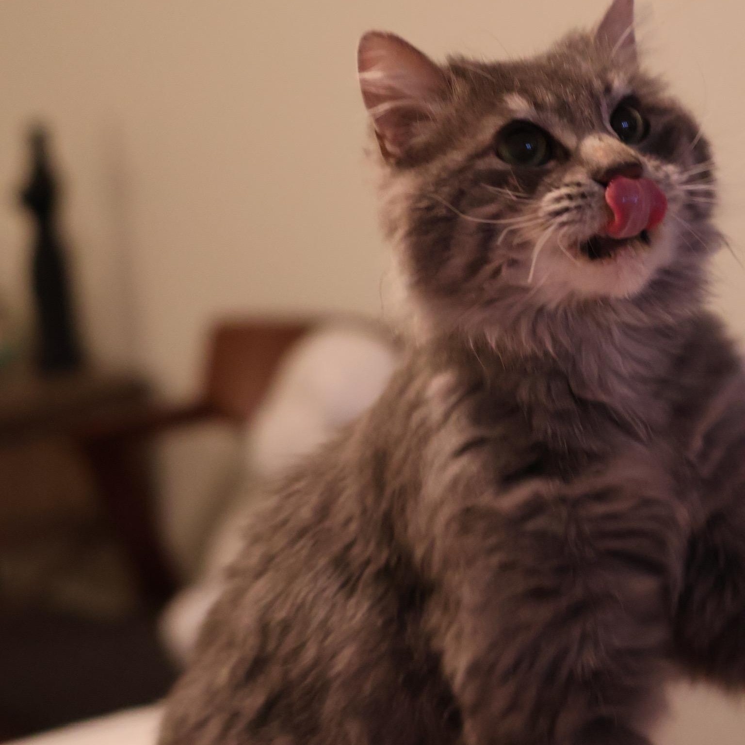 Enlarge Emilio, an adopted Domestic Long Hair in Blaine, MN image 2/6