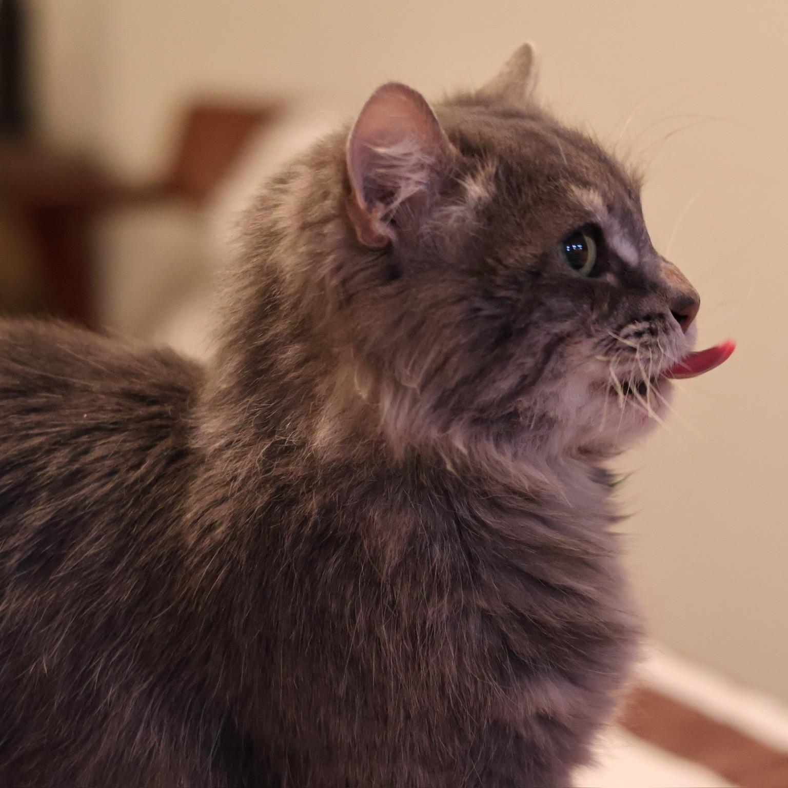 Enlarge Emilio, an adopted Domestic Long Hair in Blaine, MN image 3/6
