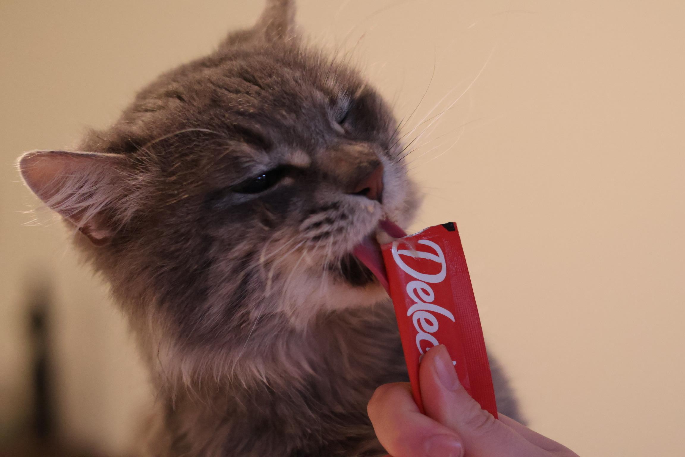 Enlarge Emilio, an adopted Domestic Long Hair in Blaine, MN image 4/6