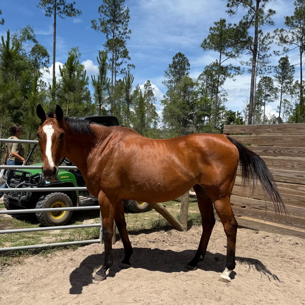 Celine, Adoptable, Senior Female Thoroughbred.