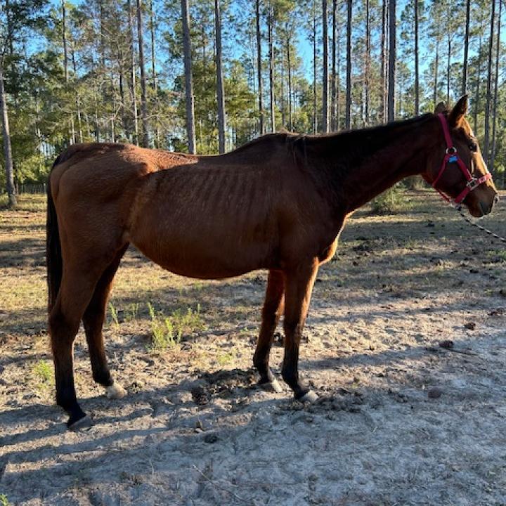 Celine, a Adoptable Thoroughbred in Freeport, FL image 2/5