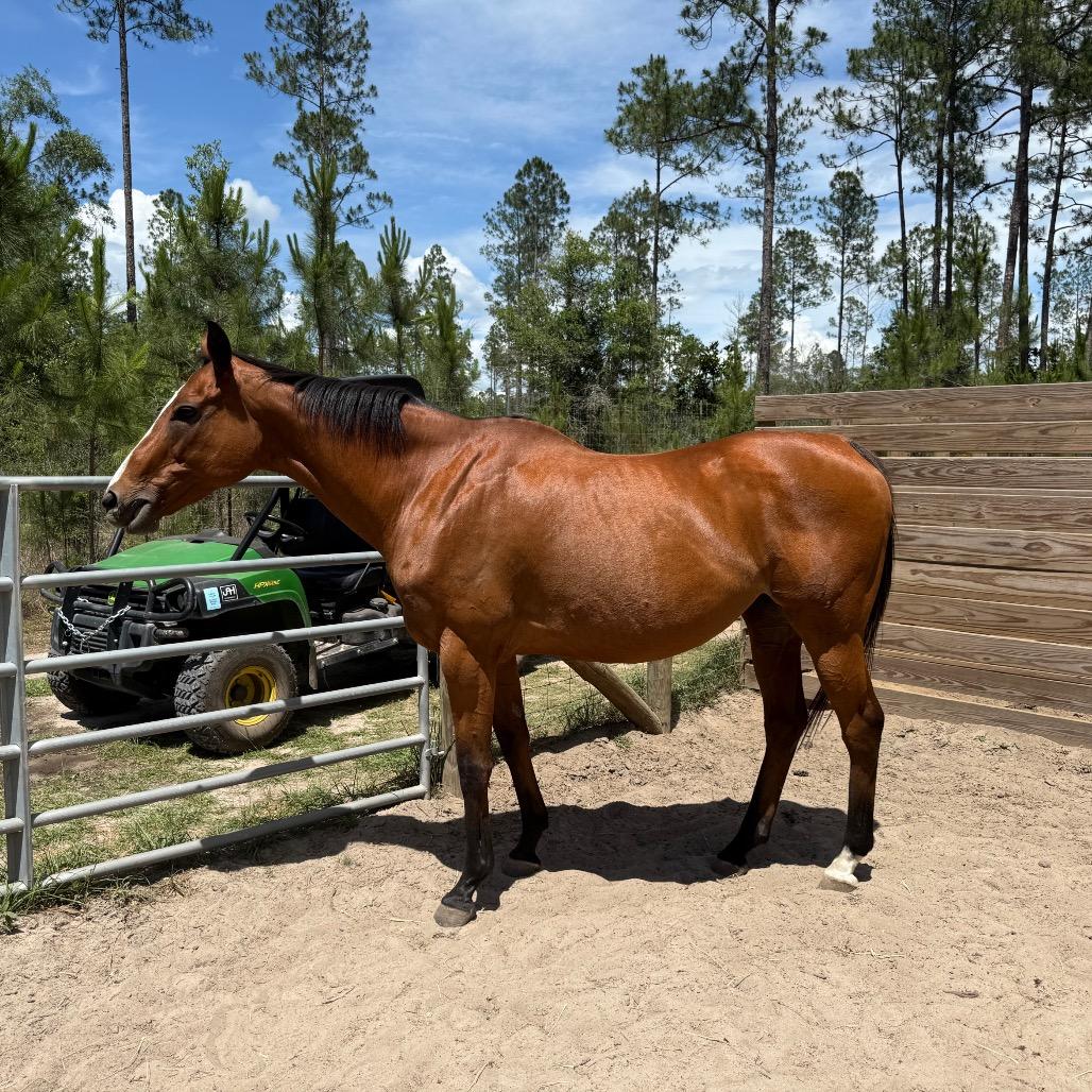 Celine, a Adoptable Thoroughbred in Freeport, FL image 3/5