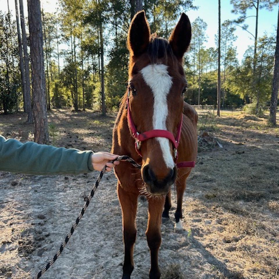 Celine, a Adoptable Thoroughbred in Freeport, FL image 4/5