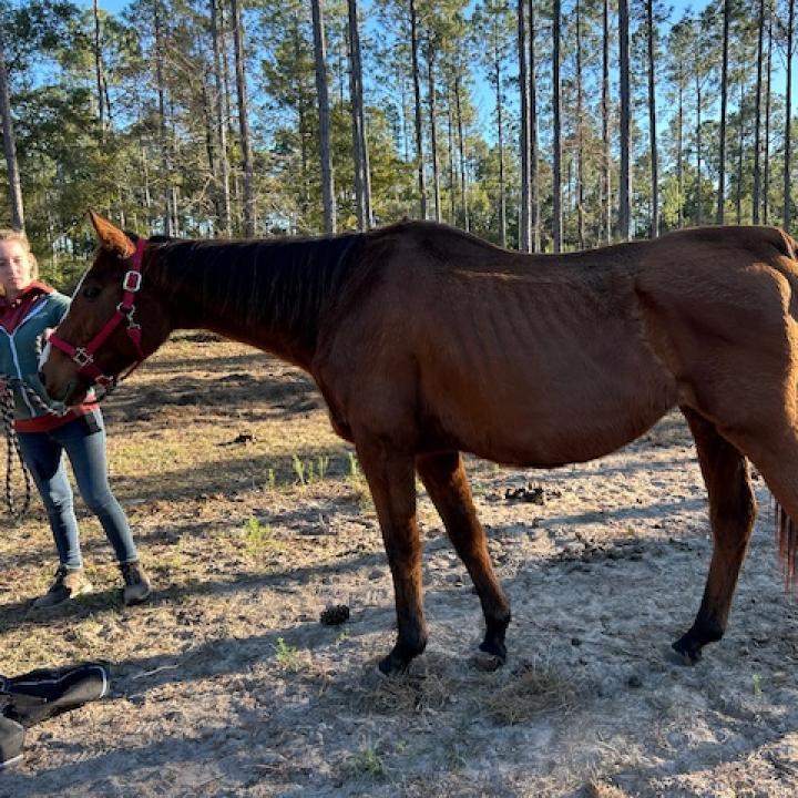 Celine, a Adoptable Thoroughbred in Freeport, FL image 5/5