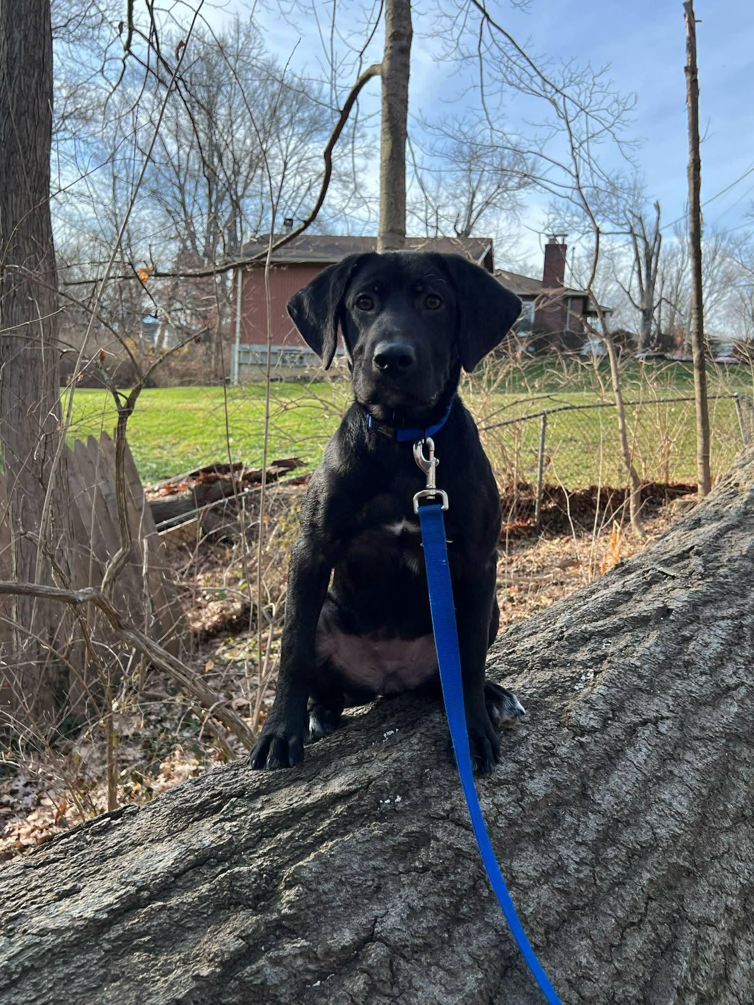 Blue, a ADOPTABLE mixed breed in Lewisville, IN image 3/4