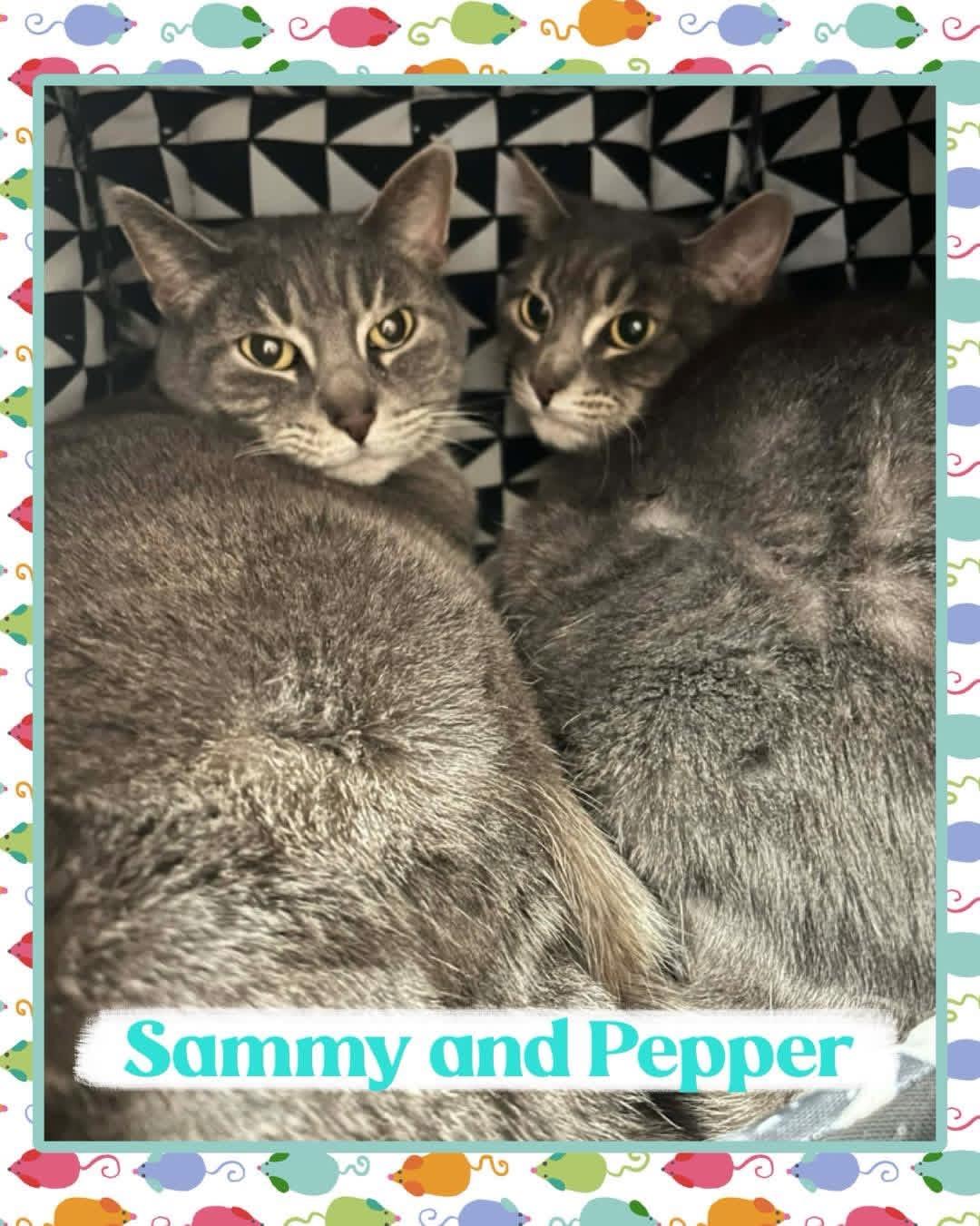 Enlarge Sammy and Pepper, a ADOPTABLE Domestic Short Hair in Howes Cave, NY image 1/1