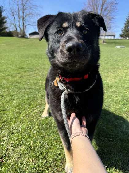 Koda, a Adoptable Mixed Breed in Erie, PA image 1/2