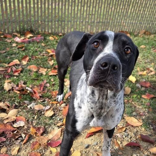 25-00810 BAJA, Adoptable, Adult Female Hound.