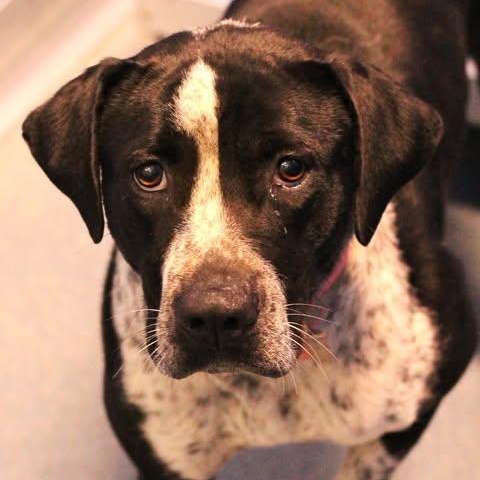 Enlarge 25-00810 BAJA, a Adoptable mixed breed in Fredericksburg, VA image 3/3