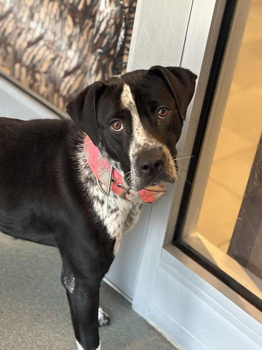 25-00810 BAJA, Adoptable, Adult Female Hound.