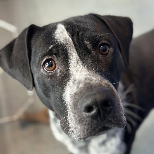 Enlarge 25-00810 BAJA, an adopted mixed breed in Fredericksburg, VA image 1/2