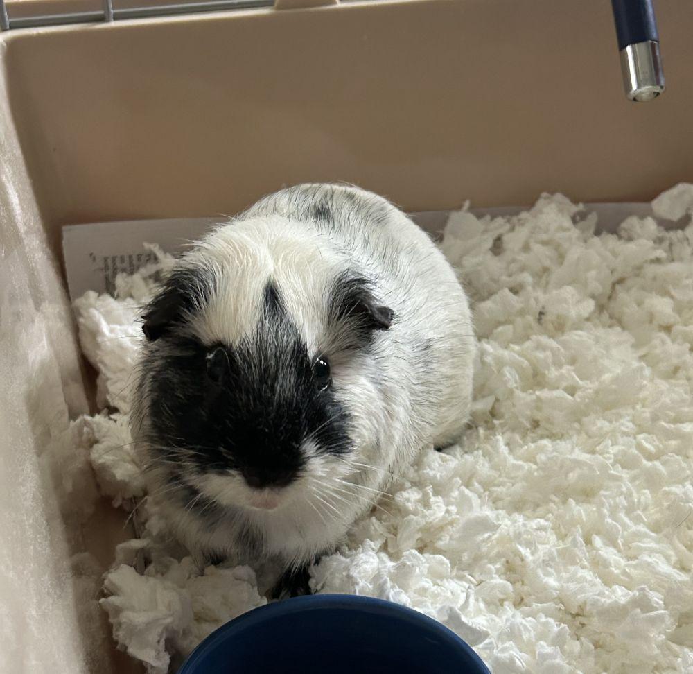 Enlarge Oreo, a Adoptable mixed breed in Alexandria, VA image 1/1
