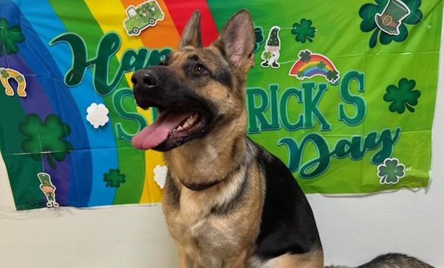 Enlarge Patty, an adopted German Shepherd Dog in Tiffin, OH image 1/6