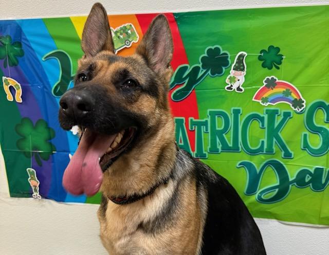 Enlarge Patty, an adopted German Shepherd Dog in Tiffin, OH image 4/6