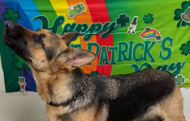 Enlarge Patty, an adopted German Shepherd Dog in Tiffin, OH image 5/6