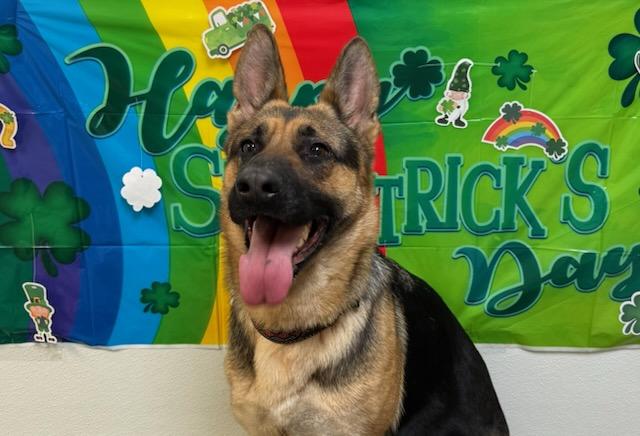 Enlarge Patty, an adopted German Shepherd Dog in Tiffin, OH image 3/6