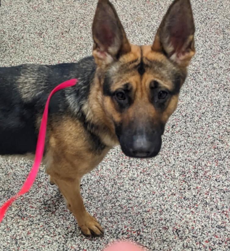 Enlarge Patty, an adopted German Shepherd Dog in Tiffin, OH image 6/6